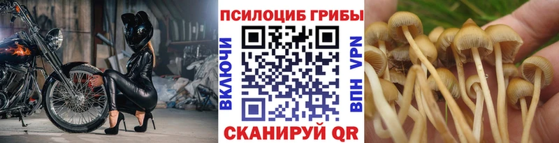 Псилоцибиновые грибы Cubensis  Стародуб 